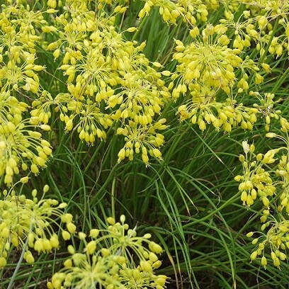 Allium flavum flavum
