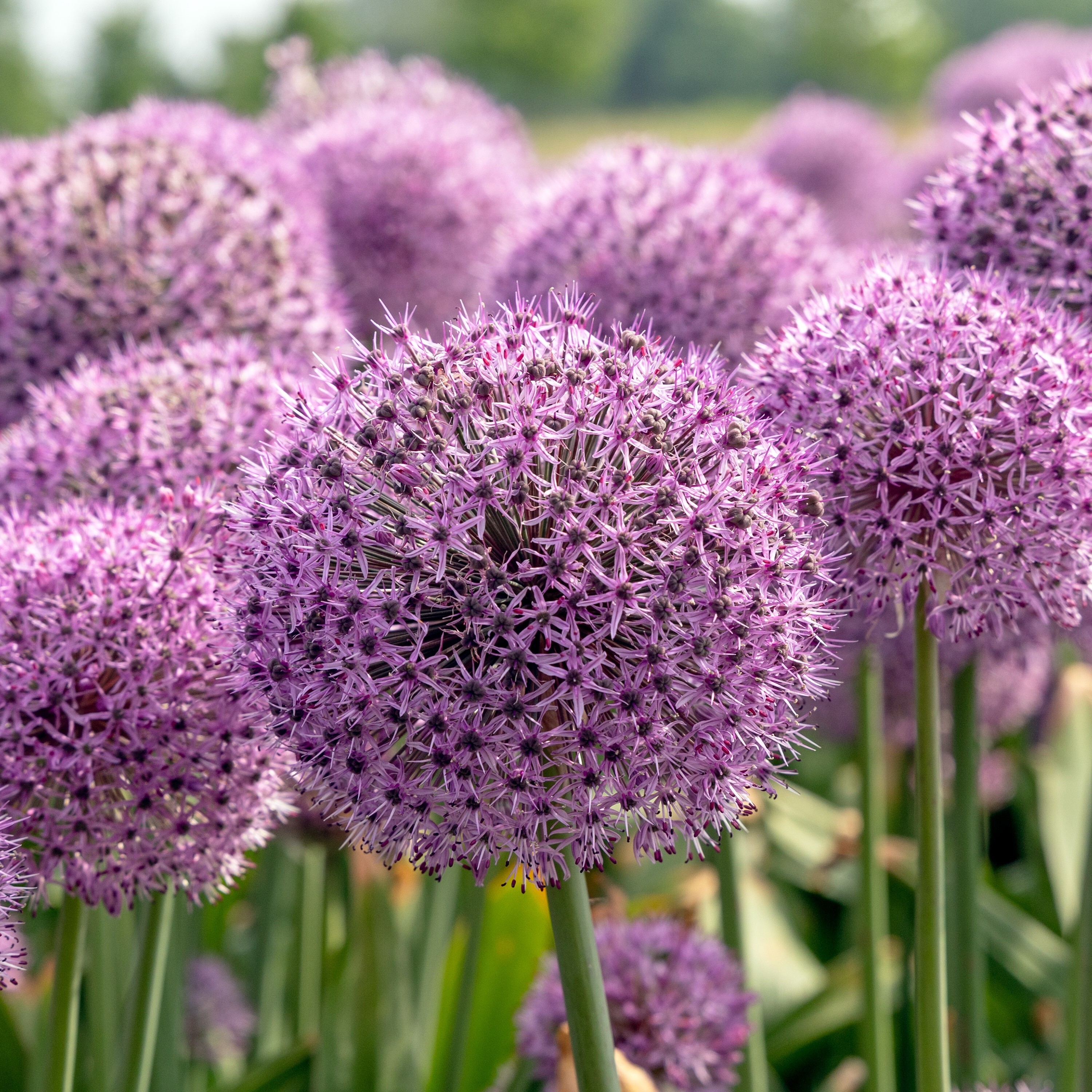 Alliums