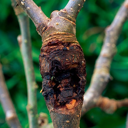 Bacterial Canker