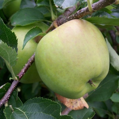 Buy Apple 'Crispin'