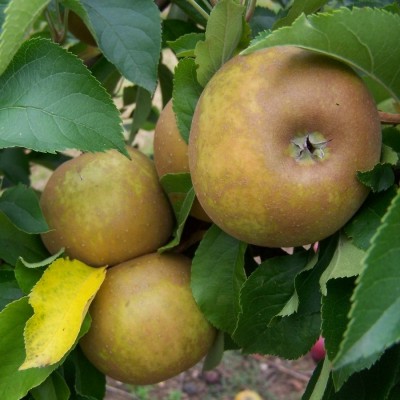 Buy Apple 'Egremont Russet'