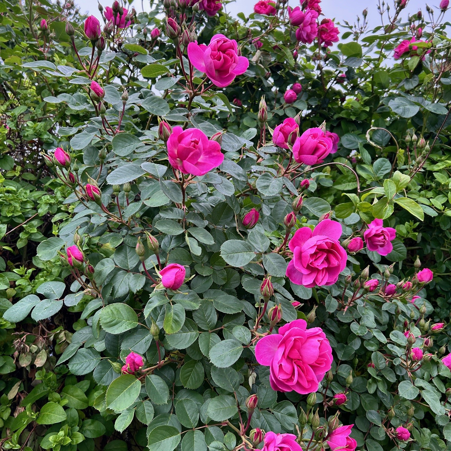 Climbing Rose 'Belle Happiness'