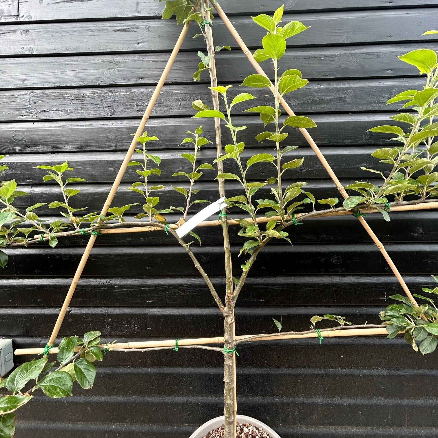 A young 3 year old espalier apple with two tiers already formed