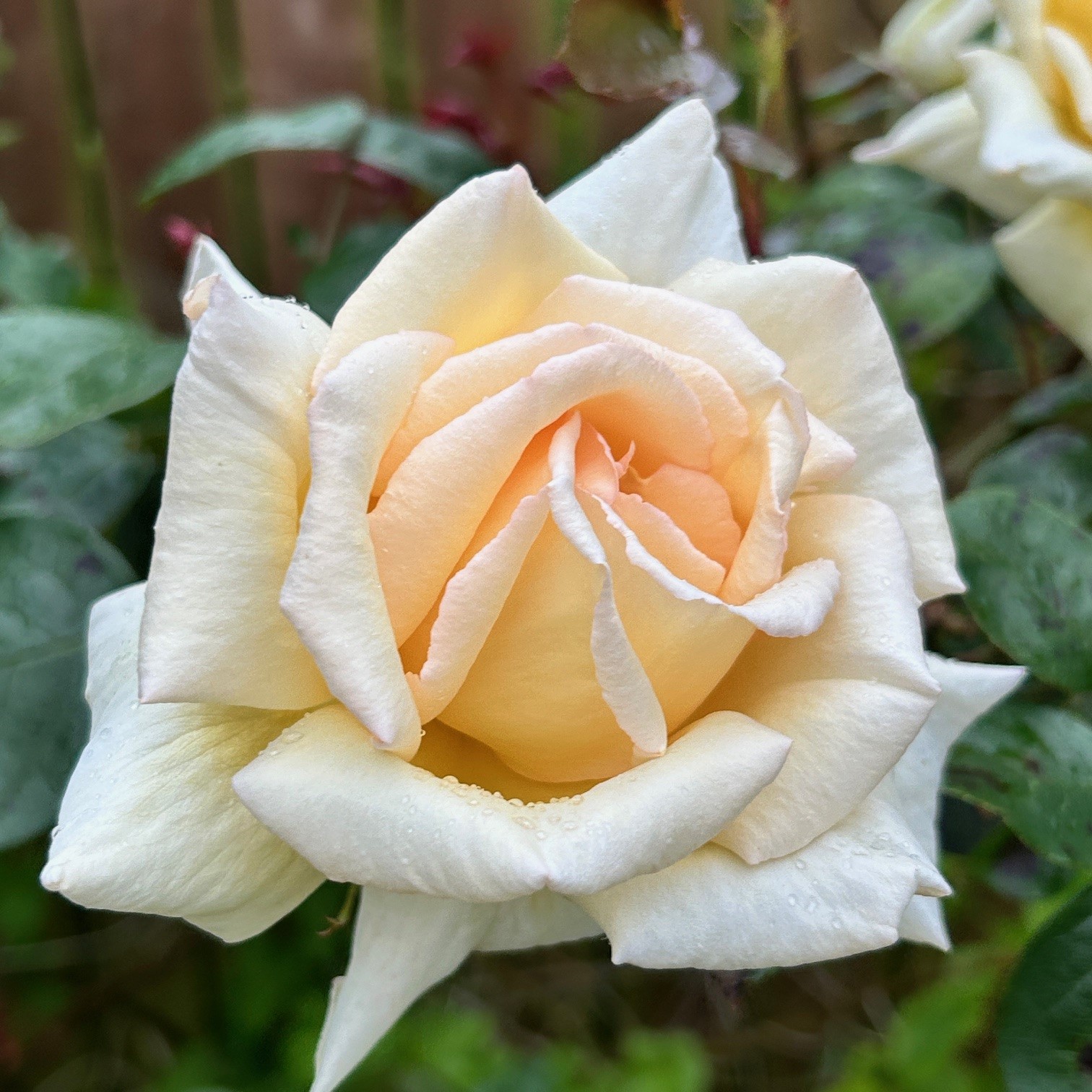 Climbing Rose 'Geoffrey Smith'