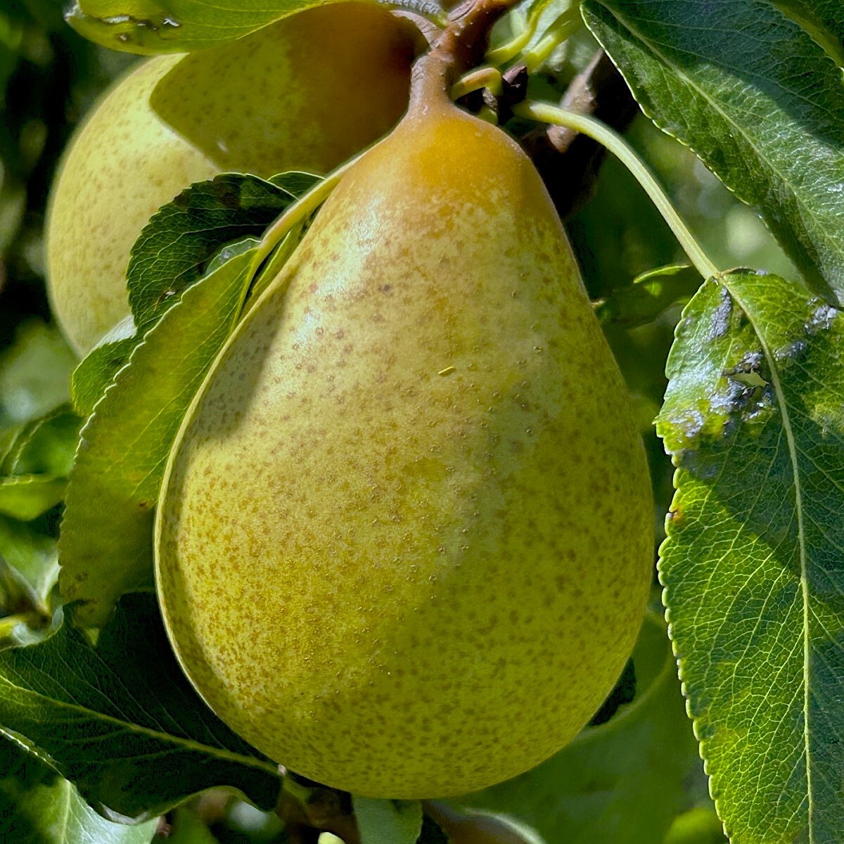 Pear 'Beth'
