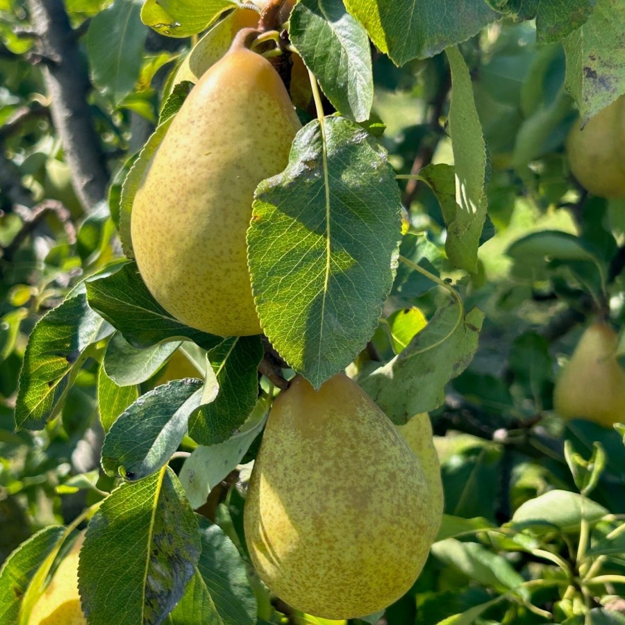 Pear Beth