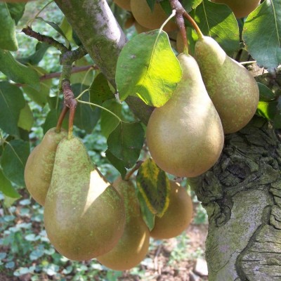 Pear Conference