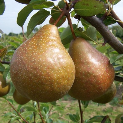 Pear Durondeau