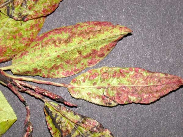 Pear Leaf Blister Mite - leaf damage