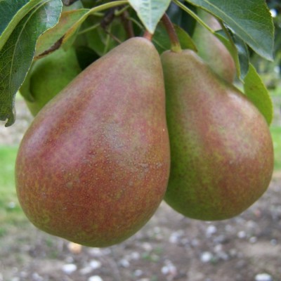 Pear Louise Bonne of Jersey