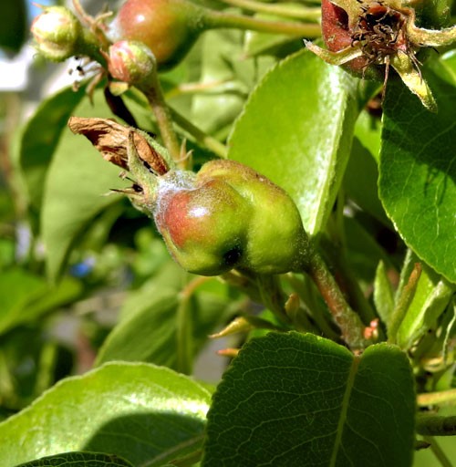 Pear Midge - distorted fruitlets