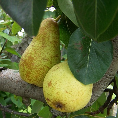 Pear Triomphe de Vienne