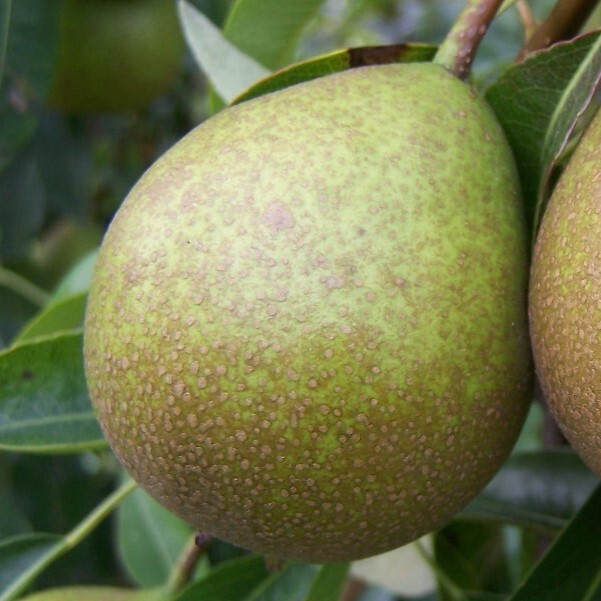 Pear 'Winter Nelis'