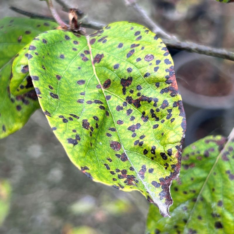 Quince Leaf Blight