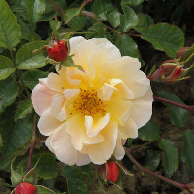 Rosa Flower Carpet Amber
