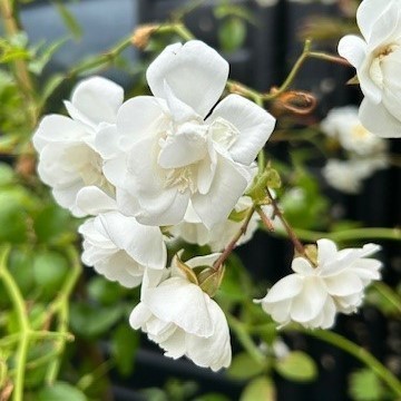 Rambling Rose 'Sander's White Rambler'