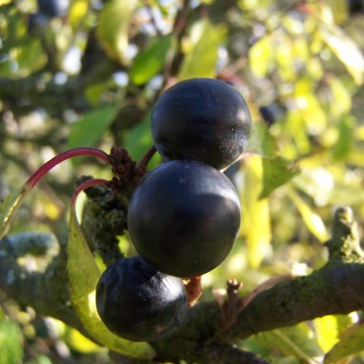 Prunus spinosa - the common sloe.