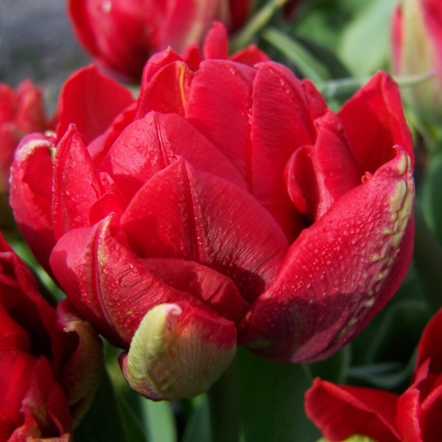 Double Early Tulipa 'Abba'