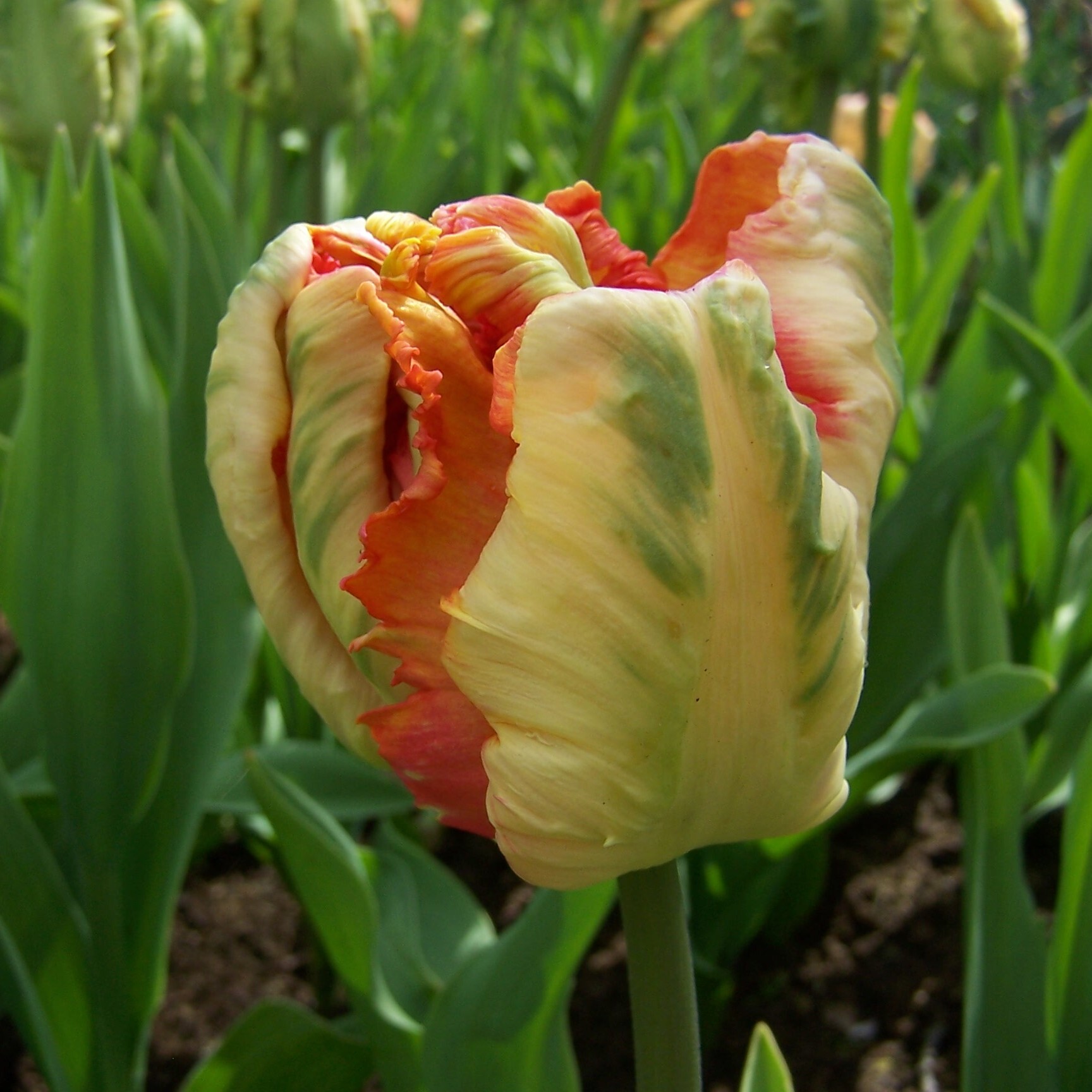 Parrot Tulipa 'Apricot Parrot'