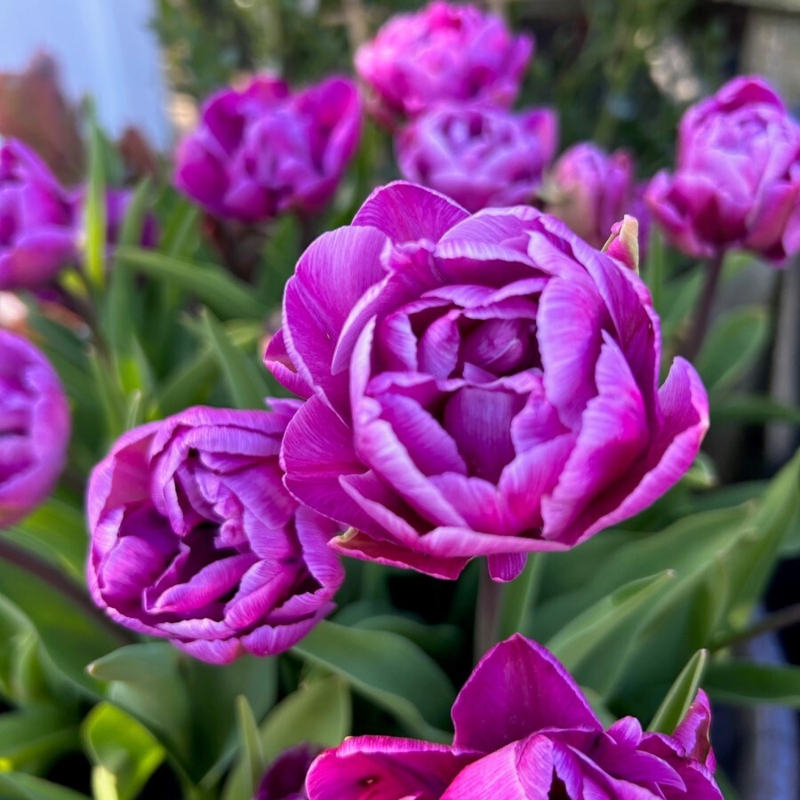 Double Late Tulipa 'Blue Diamond'