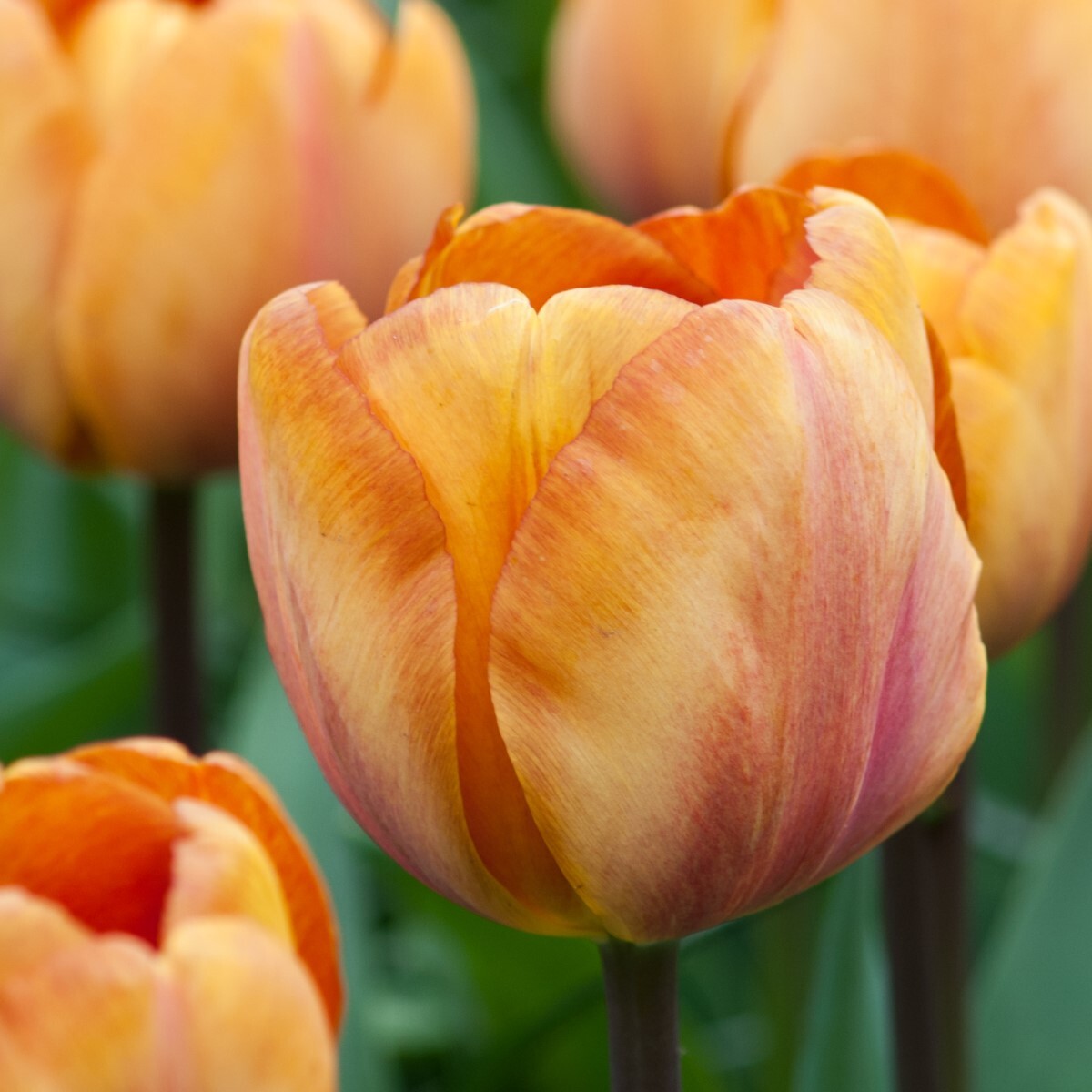 Triumph Tulipa 'Brown Sugar'