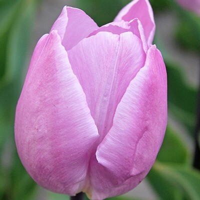 Single Early Tulipa 'Candy Prince'