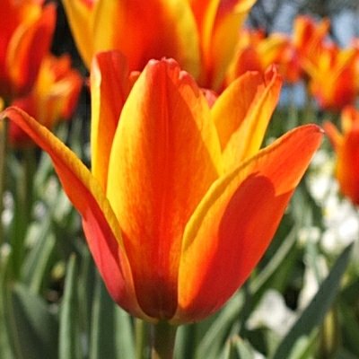 Greigii Tulipa 'Cape Cod'