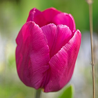 Triumph Tulipa 'Don Quichotte'