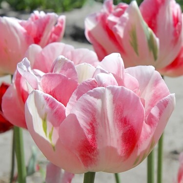 Double Late Tulipa 'Finola'