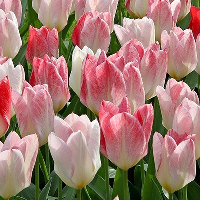 Fosteriana Tulipa 'Flaming Purissima'