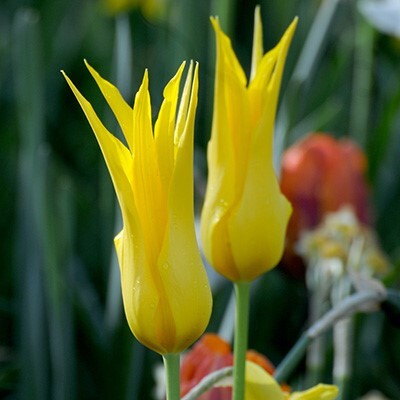 Lily-flowered Tulipa 'Flashback'