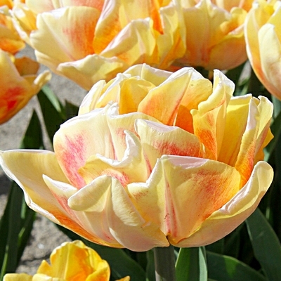 Double Early Tulipa 'Foxy Foxtrot'