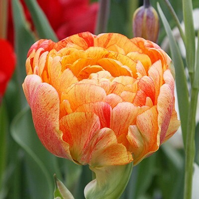 Double Late Tulipa 'Gudoschnick Double'