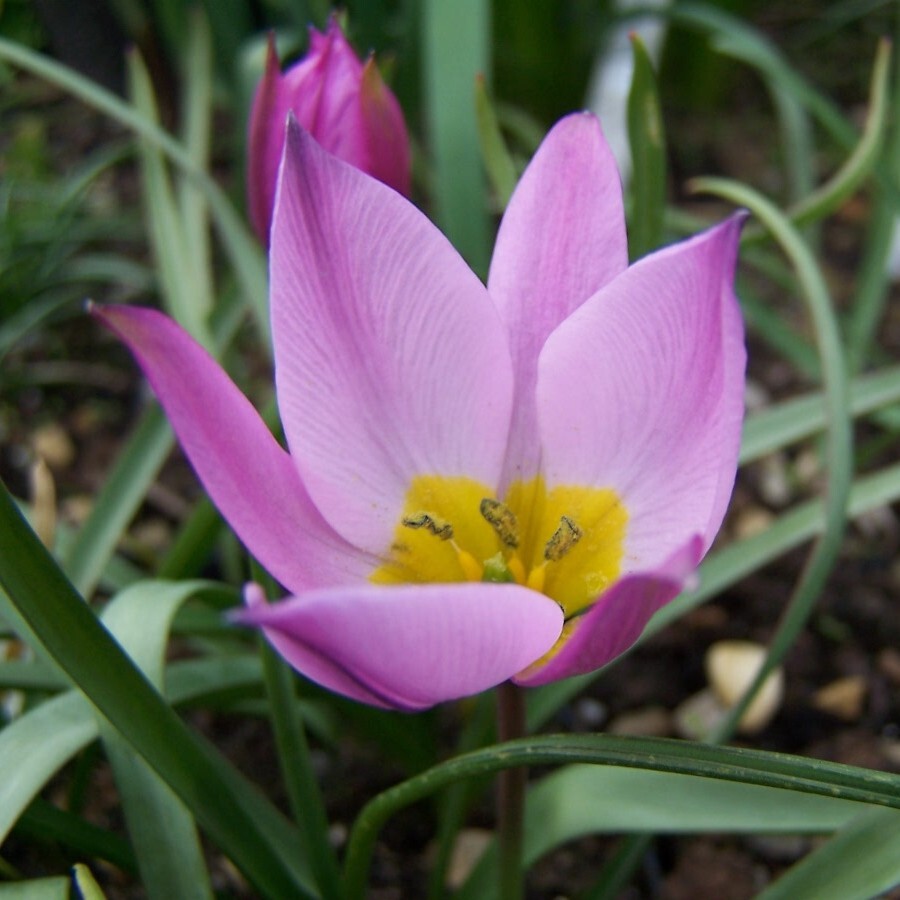 Botanical Tulipa humilis