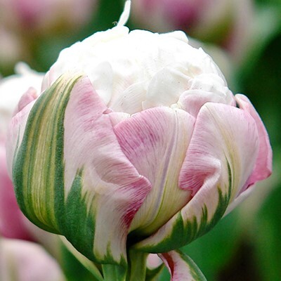 Double Late Tulipa 'Ice Cream'