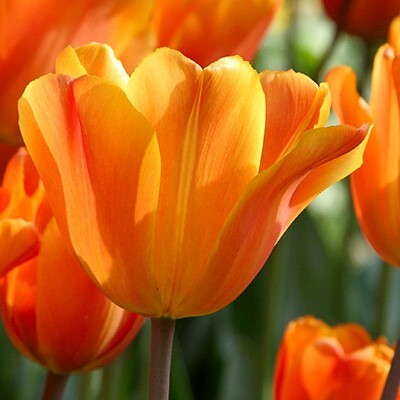 Triumph Tulipa 'Jimmy'