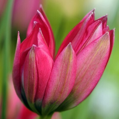 Botanical Tulipa 'Little Beauty'