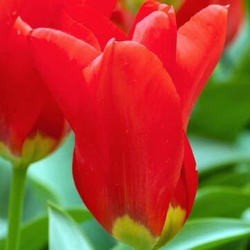 Fosteriana Tulipa 'Madame Lefeber'