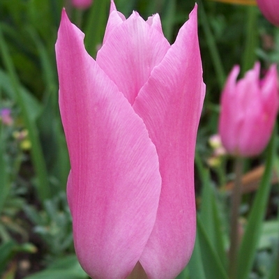 Lily-flowered Tulipa 'Mariette'