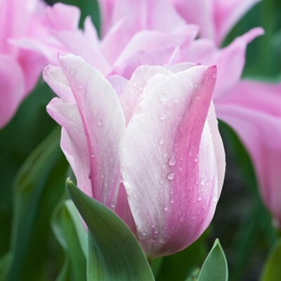 Triumph Tulipa 'Mistress Mystic'