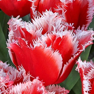 Fringed Tulipa 'New Santa'