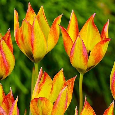 Botanical Tulipa orphanidea 'Flava'