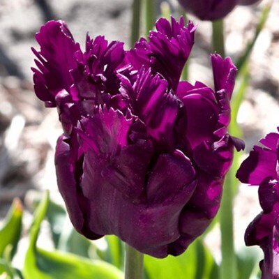 Parrot Tulipa 'Parrot Negrita'