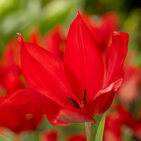 Botanical Tulipa praestans 'Zwanenburg Variety'