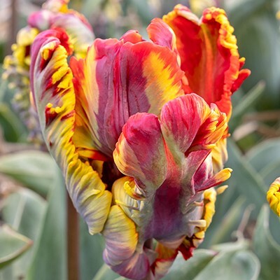Parrot Tulipa 'Rasta Parrot'