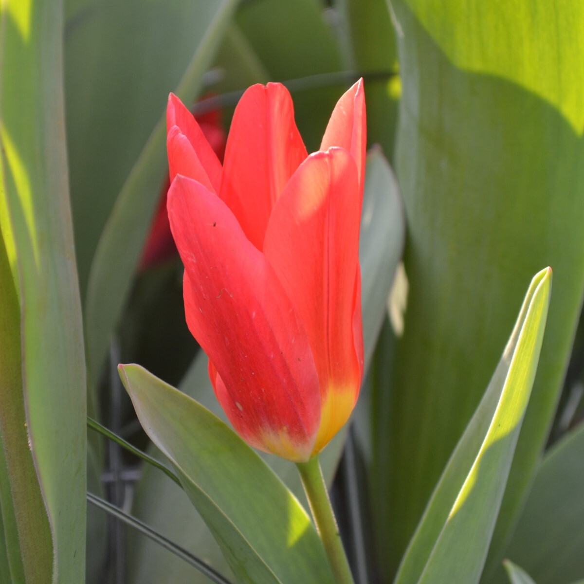 Tulipa 'Scarlet Baby'