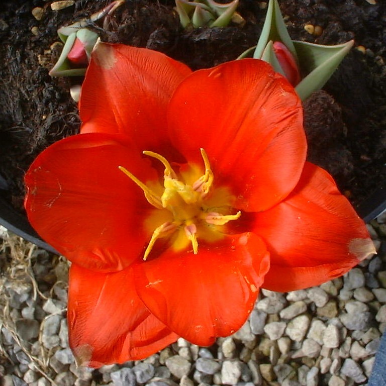 Tulipa 'Showwinner'