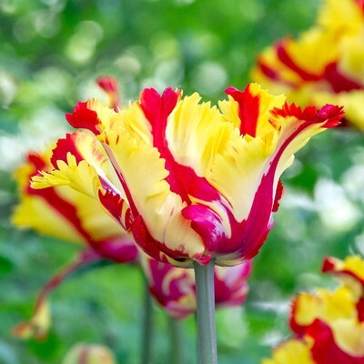 Parrot Tulipa 'Texas Flame'