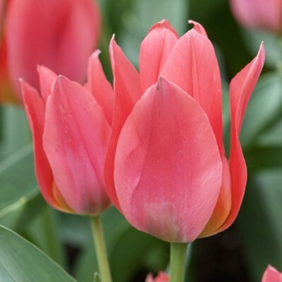 Greigii Tulipa 'Toronto'