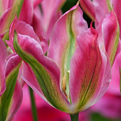 Viridiflora Tulipa 'Virichic'